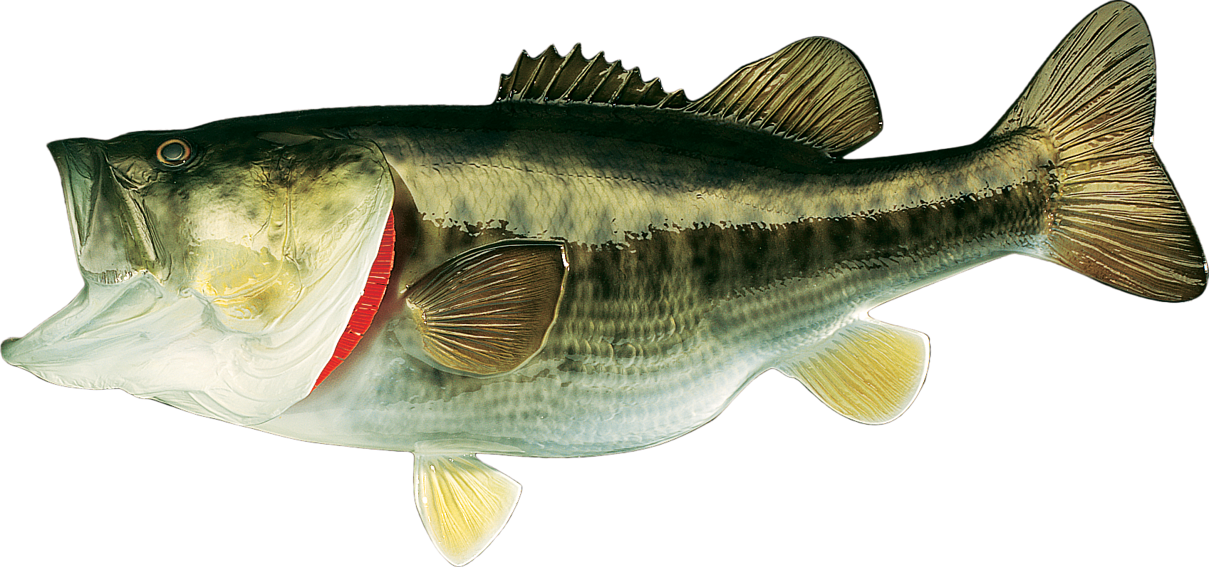 Cabela's Freshwater Fish Mount Replica Largemouth Bass Bass Pro Shops